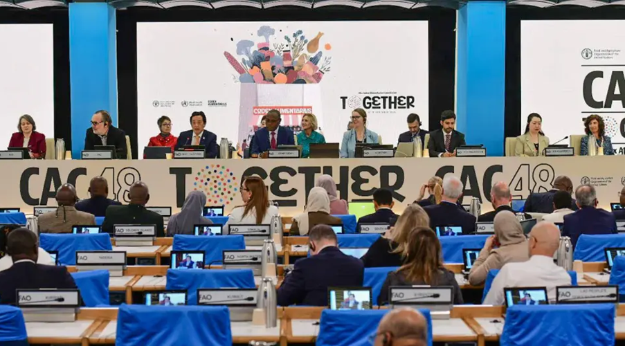 Travaux du Codex Alimentarius à Rome : les dattes algériennes adoptent les normes internationales