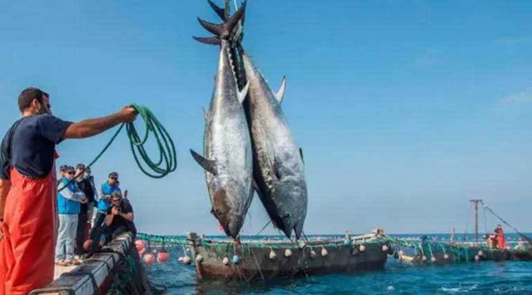 Pêche au thon rouge : l’Algérie récupère sa part avec une augmentation de 437 tonnes par an