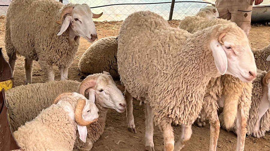 Réunion du gouvernement : importation d’un million de moutons en soutien au marché du bétail