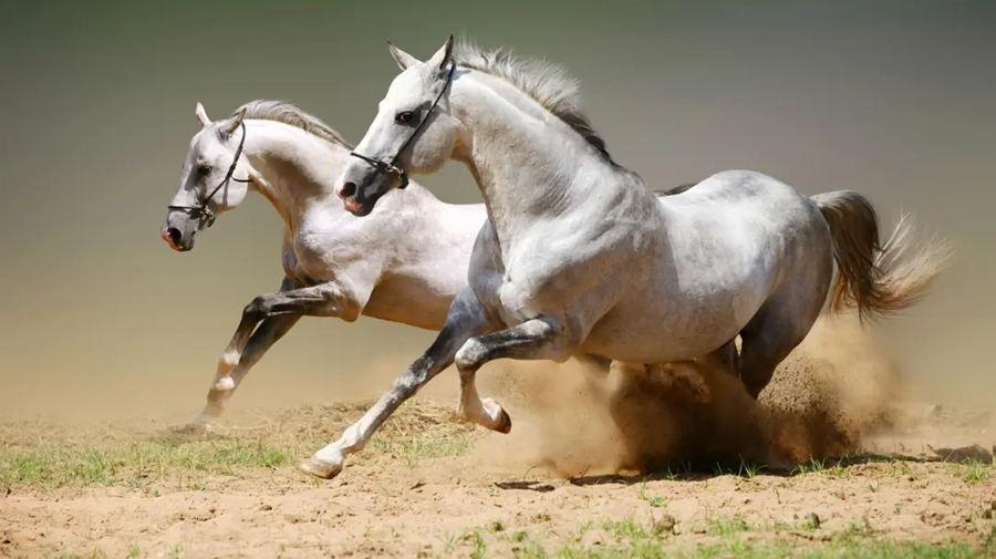 Engouement croissant des jeunes pour les sports équestres à Ouargla