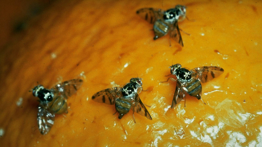 Un nouveau rejet de mandarines par la Russie confirme la dangerosité des produits marocains