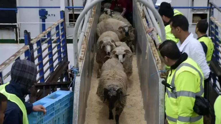 Port d’Alger : la première cargaison de moutons importés accoste pour l’Aïd El-Adha
