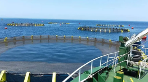 aquaculture Algérie