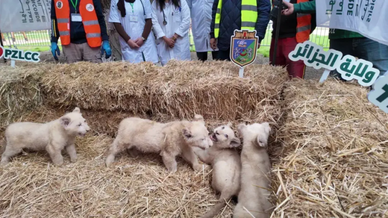 Naissance exceptionnelle de cinq lionceaux blancs au parc zoologique d’Alger