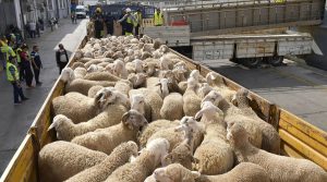 Moutons