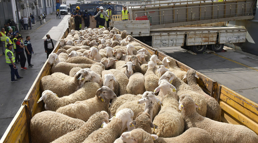 Une enquête judiciaire révèle de graves irrégularités dans l’importation des moutons de l’Aïd 2026