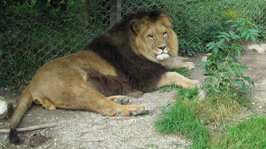 Les lions de l’Atlas algérien : restituer à l’Algérie une part confisquée de son histoire naturelle