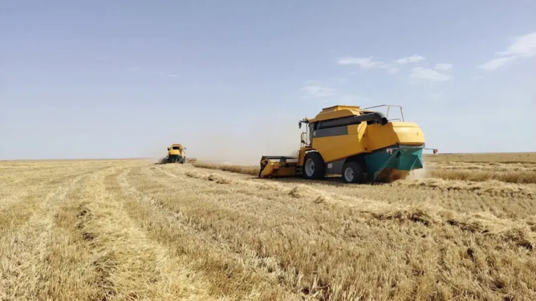 Relizane : barre du million de quintaux franchie pour la campagne céréalière 2025-2026