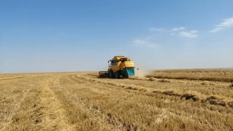 Céréaliculture à Tissemsilt : récolte record avec plus de 510 000 quintaux