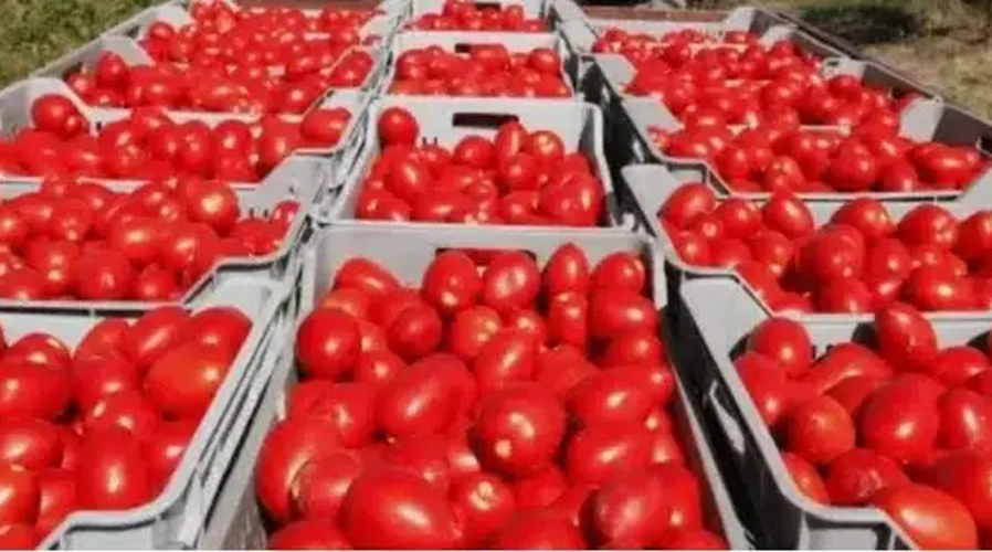production tomate El Tarf