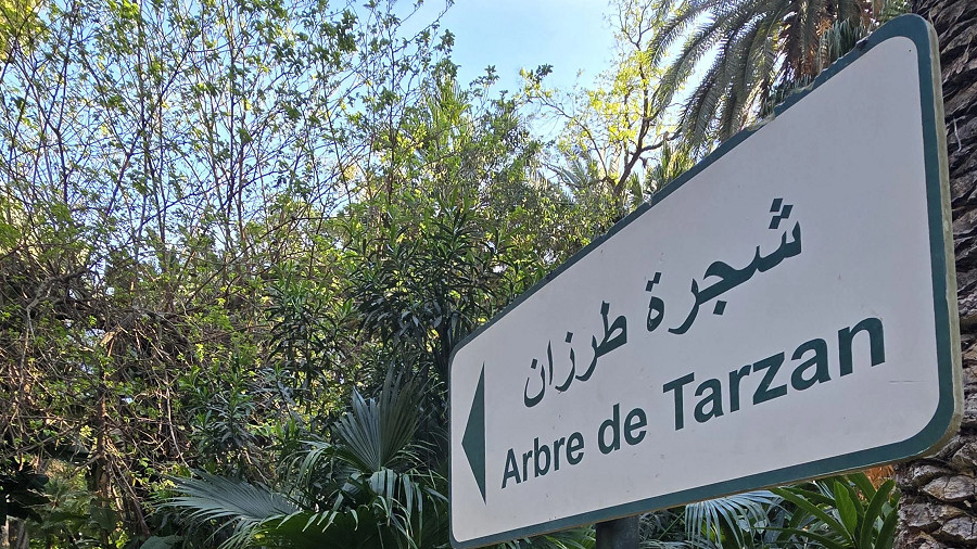 Tarzan